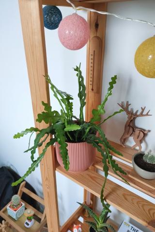 Fleuriste Les Djadjas 0