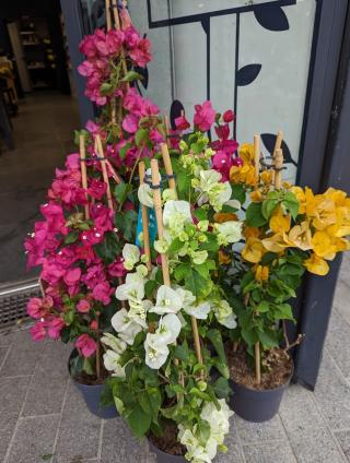 Fleuriste Monceau Fleurs 0