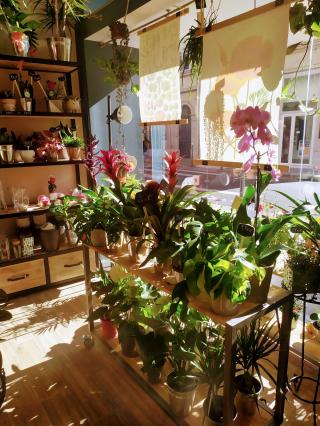 Fleuriste Lili Flora 0