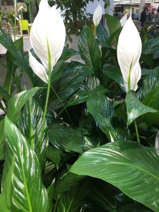 Fleuriste Orchidée 0