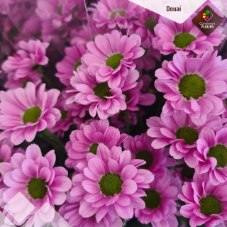 Fleuriste Carrément Fleurs - Fleuriste Douai 59 - Livraison de fleurs à domicile 1