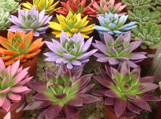 Fleuriste Les établissements Planche 0