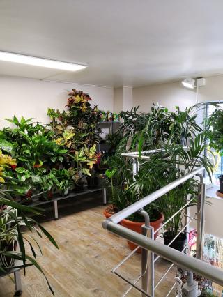 Fleuriste Paris Tours Fleurs 0