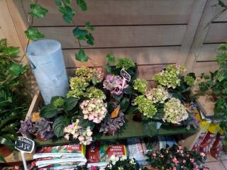 Fleuriste Aux jardins de grasse 0