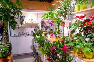 Fleuriste Tropix Hautepierre 0