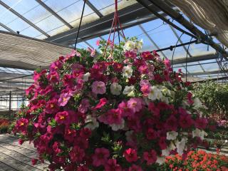 Fleuriste Farges Isabelle 1