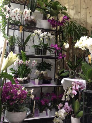 Fleuriste Nature Fleurs et Créations 0