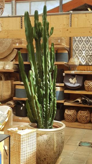 Fleuriste botanic® Vitrolles 0