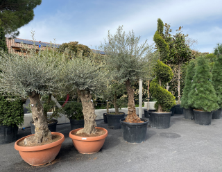 Fleuriste Pépinières Fougère Vaudaine 0