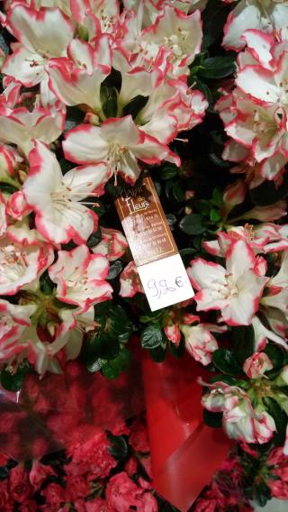 Fleuriste Le Jardin des Fleurs 0