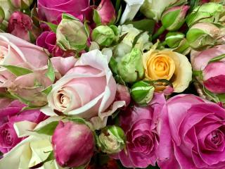 Fleuriste LES FLEURS DE SHAYAAN 0