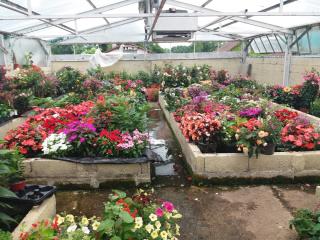 Fleuriste Arbres et fleurs du Célé 0