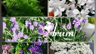 Fleuriste fleuriste Arum Beuzeville 1