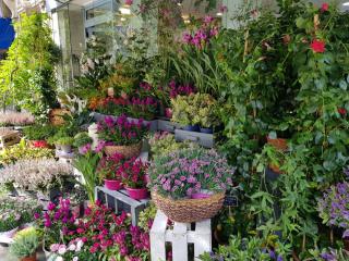 Fleuriste WISTERIA Fleuriste - Bouquets à Paris 14eme 0
