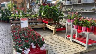 Fleuriste Truffaut-Les Jardins de Provence 1