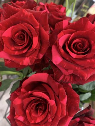 Fleuriste Cosy garden 0