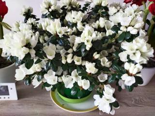 Fleuriste Aux Fleurs De La Gare 0