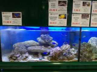 Fleuriste E.Leclerc Jardi 0