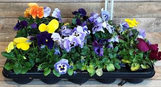 Fleuriste Elea, les Fleurs et Vous. Par Jouve Yéla 0