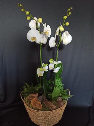 Fleuriste Floragraph' 0