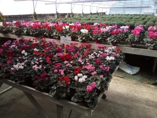 Fleuriste Le Bois Joli 0