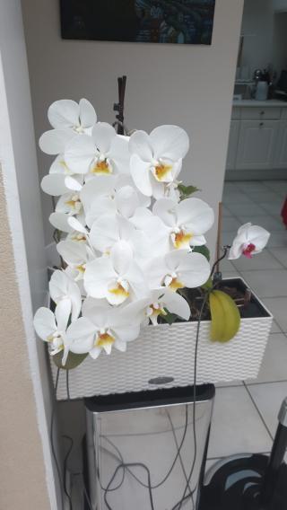 Fleuriste Flor sté 0