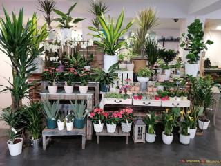 Fleuriste AU LYS D OR 0