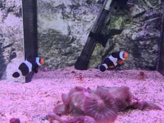 Fleuriste E.Leclerc Jardi 0