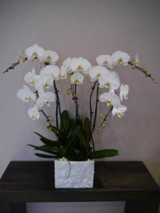 Fleuriste Oreve SAS 0