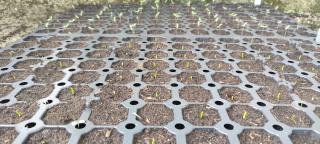 Fleuriste Fleurs et Pépins 0