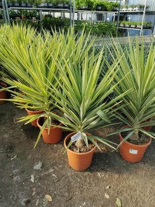 Fleuriste Sabrina Fleurs 1