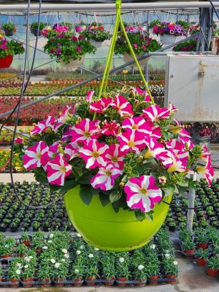 Fleuriste Gaec de l'Edelweiss 1