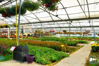 Fleuriste Gaec de l'Edelweiss 0