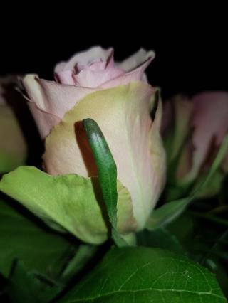 Fleuriste Nat Fleurs 2