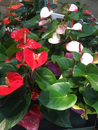 Fleuriste Orchidée 0