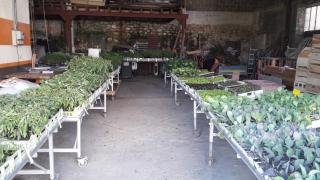 Fleuriste Bierne Didier 0