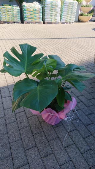 Fleuriste Horticulture et Fleurs Frederic ROTH 0