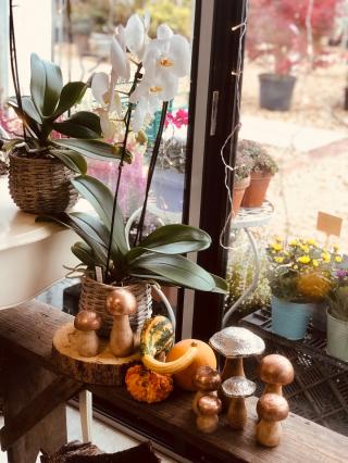 Fleuriste Comptoir des Roses 1