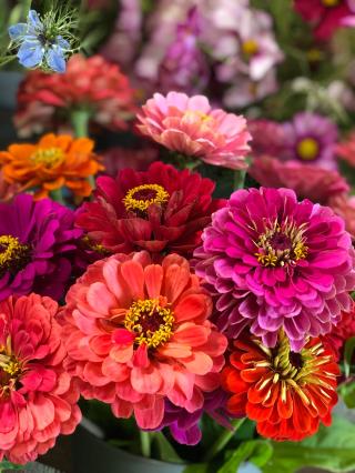 Fleuriste Comptoir des Roses 2