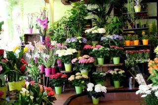 Fleuriste Histoire de Fleurs 0