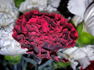 Fleuriste Les Fleurs 2