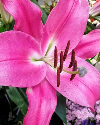 Fleuriste Les Fleurs 0