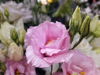 Fleuriste Les Fleurs 0