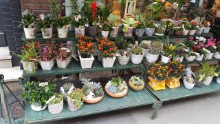 Fleuriste Fleurs Sauvages 0