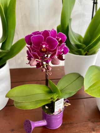 Fleuriste Au Jardin d'Arcachon 0