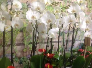 Fleuriste Au Jardin d'Arcachon 0