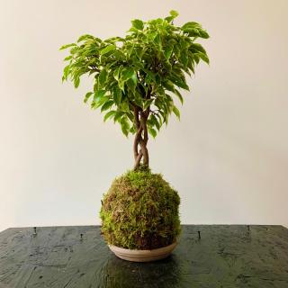 Fleuriste IKI HANA 0