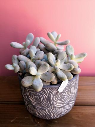 Fleuriste FLEURISTE-LYSIANTHUS-PUTEAUX 0