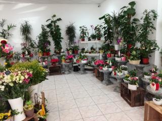 Fleuriste Aux Lilas Blancs 0