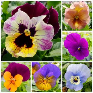 Fleuriste Les Jardins du Pflixbourg 1